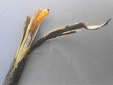 Castiarina flavopicta, PL4257A, larva, in Olearia ramulosa, SE, photo by A.M.P. Stolarski, 23.5 × 3.4 mm